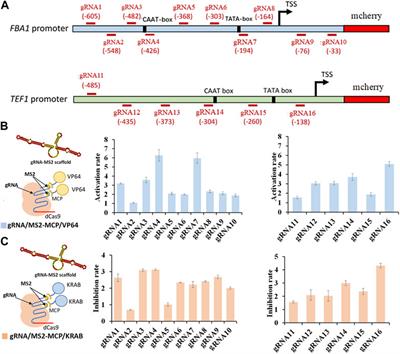 Quantitative and modularized CRISPR/dCas9-dCpf1 dual function system in Saccharomyces cerevisiae
